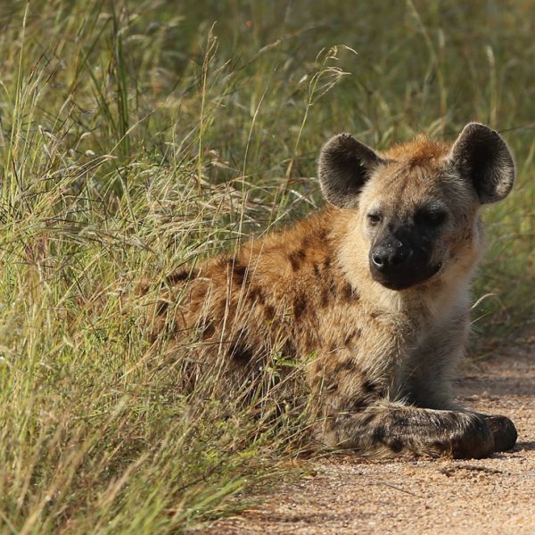 Save wildlife animals